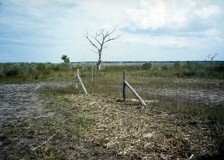 1980 South fenceline at marsh.jpg
